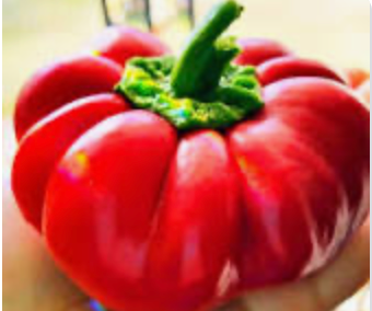 Pimento Pepper