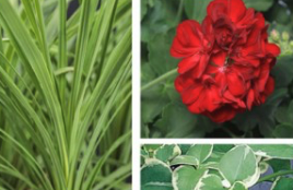 geranium mixed pot Old Fashioned Red Geranium Mix Patio Pot (16" round decorative planter)