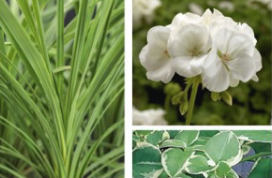 geranium mixed pot Old Fashioned White Geranium Mix Patio Pot (16" round decorative planter)
