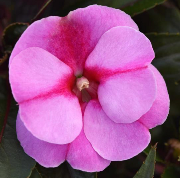 New Guinea Impatiens (available in 2 colors)