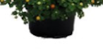 Confetti Garden Marvelous Treasure Patio Pot (8" round mum pot)