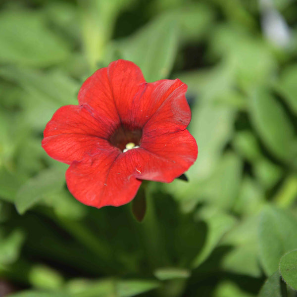 Wave Petunias (available in 3 colors)