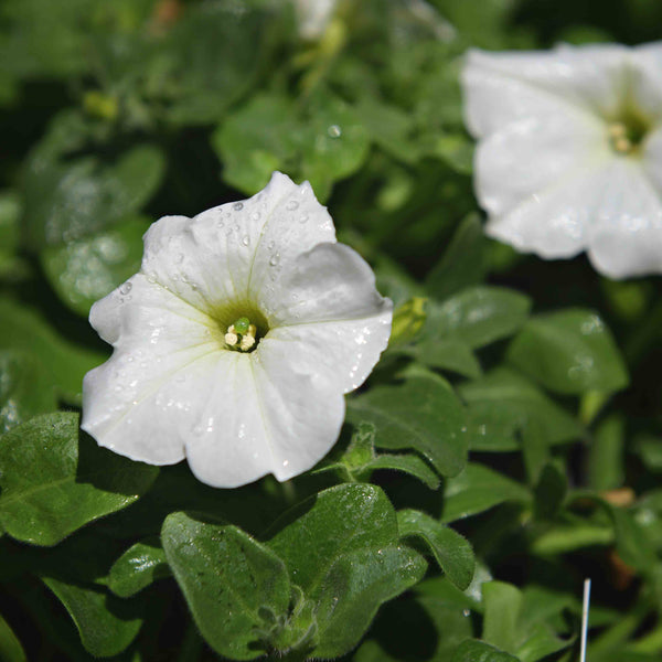 Wave Petunias (available in 3 colors)