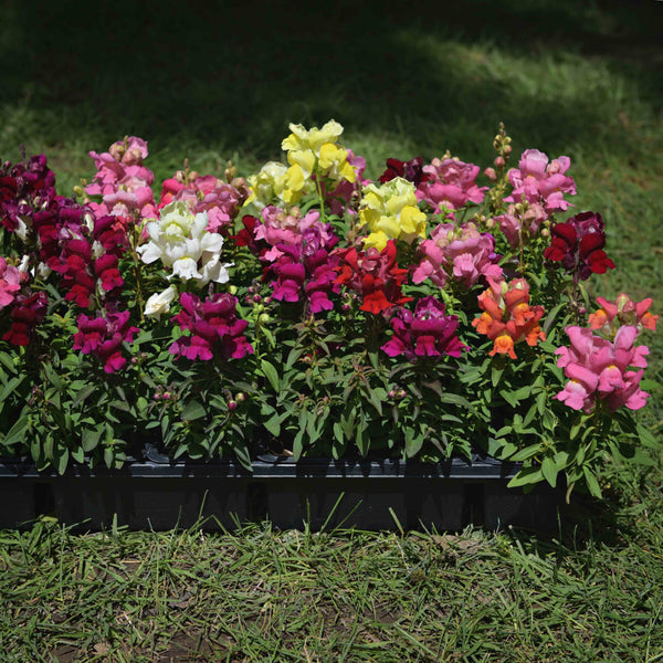 Snapdragon/Snapshot Mix (short)