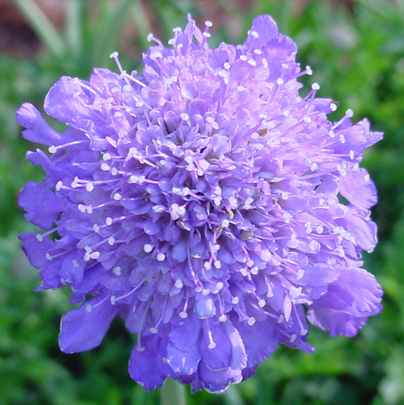 Scabiosa (Pincushion Flower), Butterfly Blue
