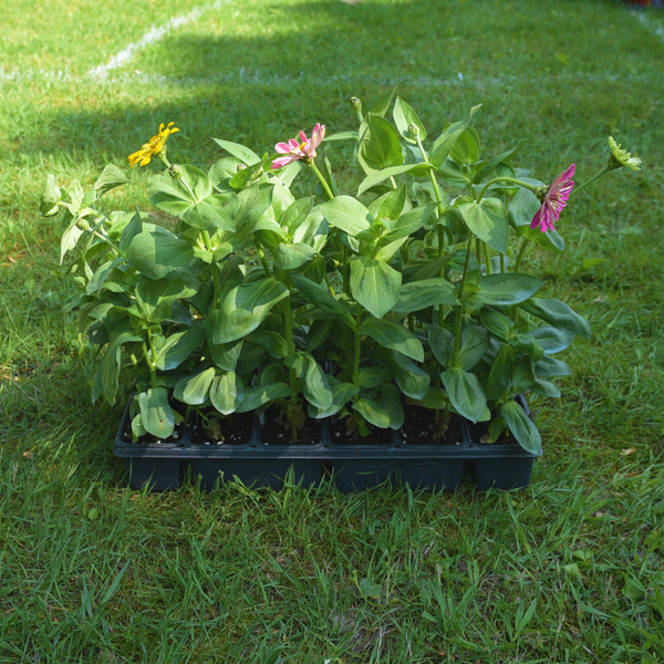 Zinnia State Fair (Tall)