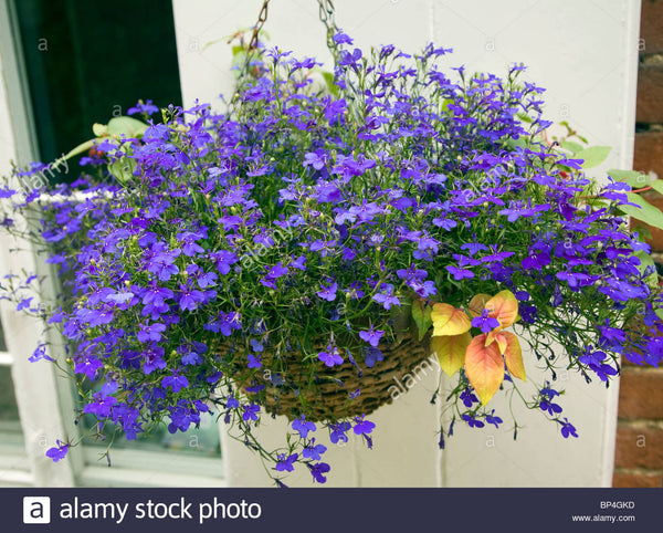 hanging lobelia plant Lobelia Hanging Basket, Blue