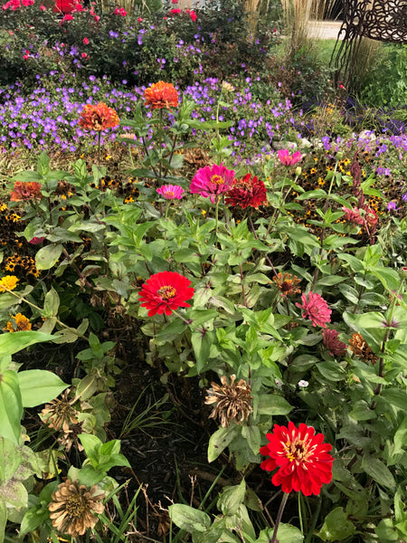 Zinnia Zahara Double Mix