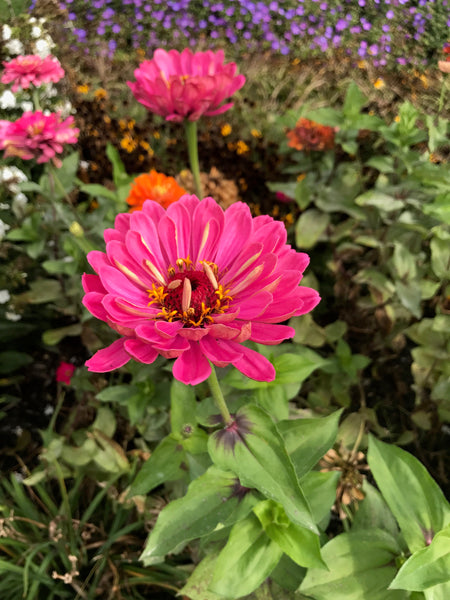 Zinnia State Fair (Tall)