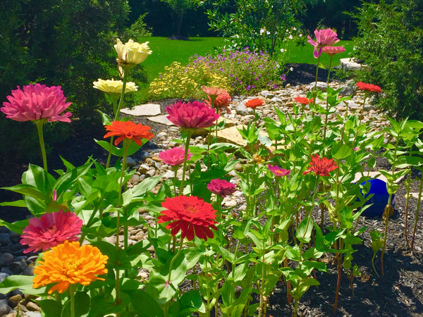 Zinnia State Fair (Tall)
