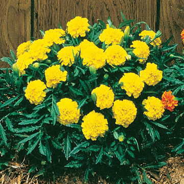 Marigold, Bonanza Yellow
