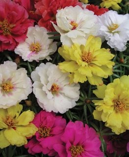 Portulaca (Happy Hour)