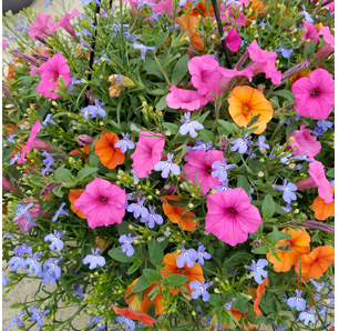 Sun Mixed Annual Hanging Basket