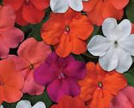 Impatiens (available in 3 colors)