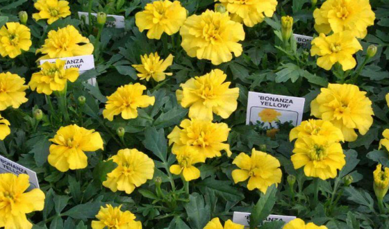 Marigold, Bonanza Yellow
