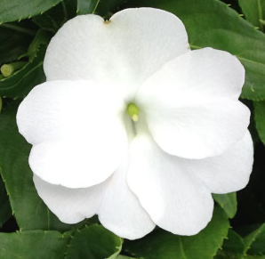 New Guinea Impatiens (available in 2 colors)