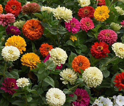 Zinnia State Fair (Tall)