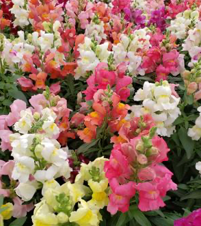 Snapdragon/Snapshot Mix (short)