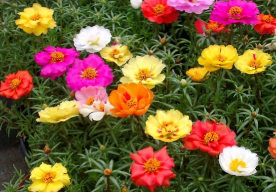 Portulaca (Happy Hour)