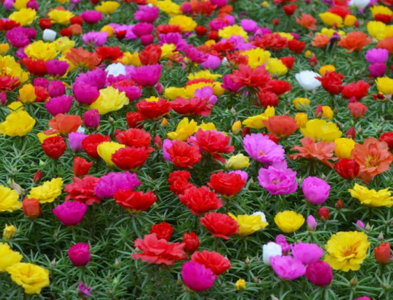 Portulaca (Happy Hour)