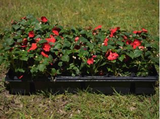 Impatiens (available in 3 colors)
