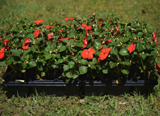 Impatiens (available in 3 colors)