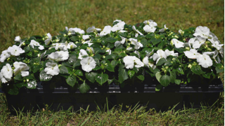 Impatiens (available in 3 colors)