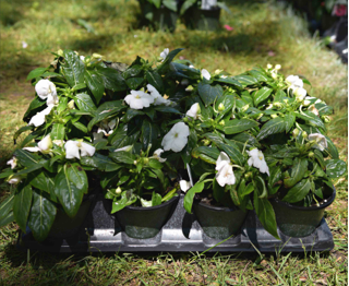 New Guinea Impatiens (available in 2 colors)