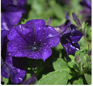 Wave Petunias (available in 3 colors)
