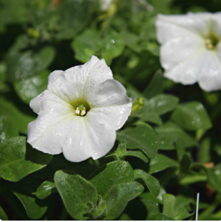 Wave Petunias (available in 3 colors)