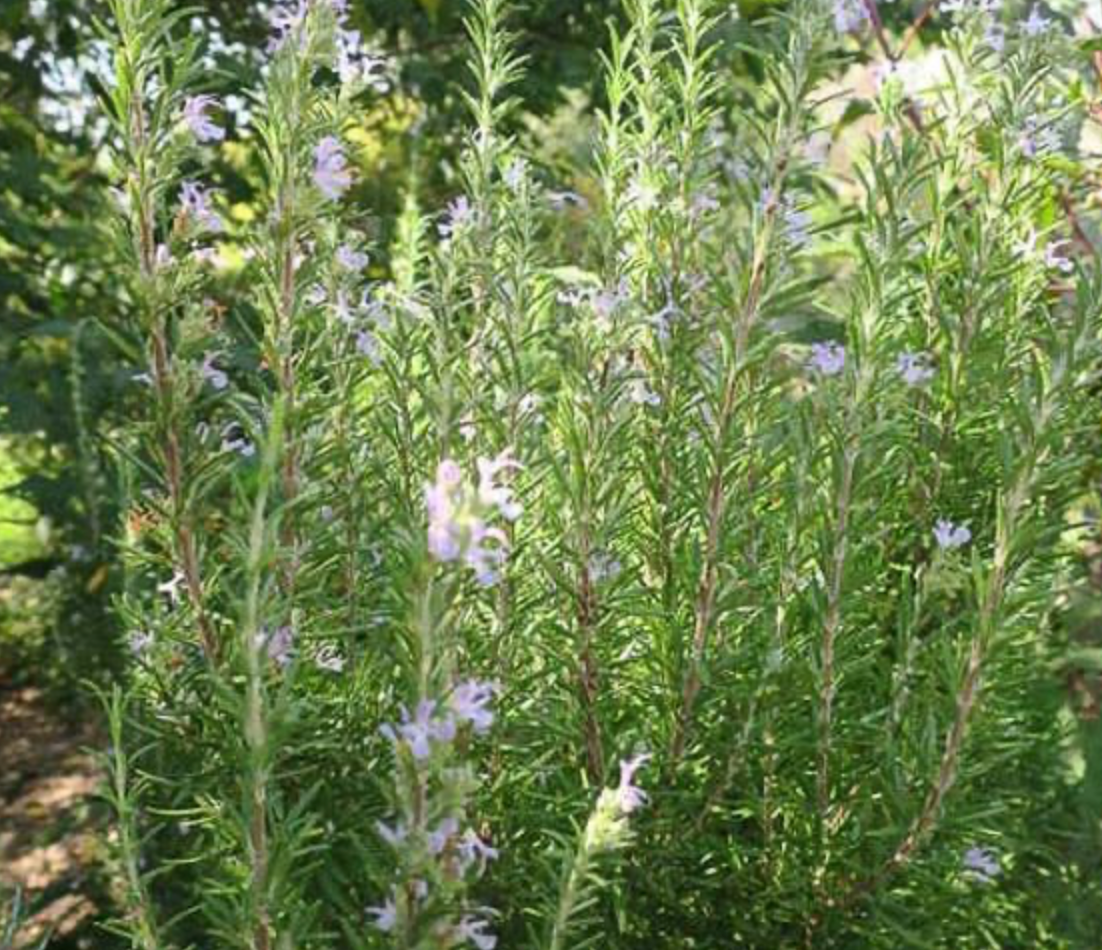 Rosemary, Barbecue