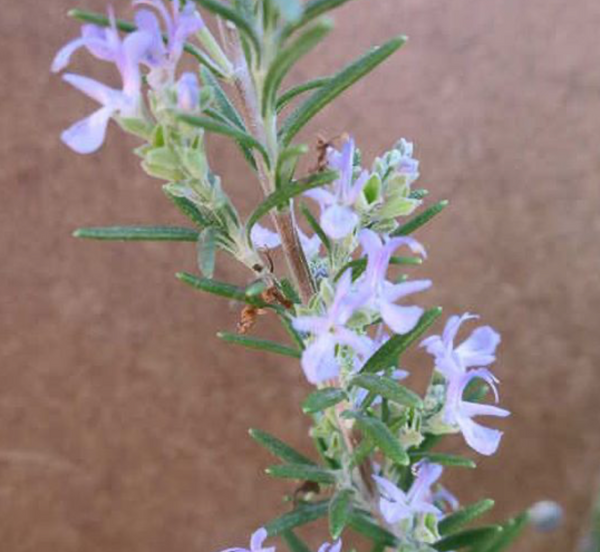 Rosemary, Barbecue
