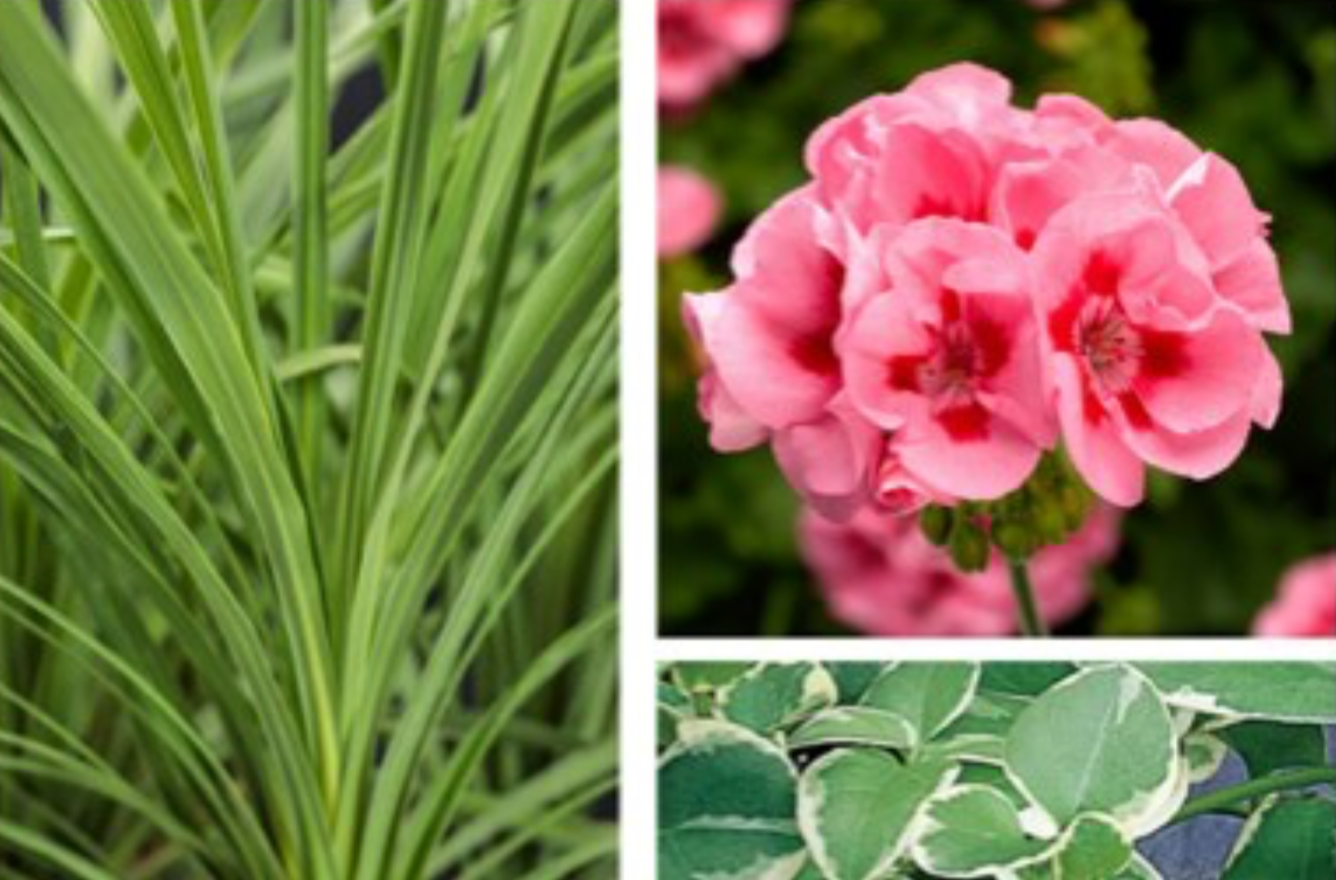 geranium potting mix Old Fashioned Pink Geranium Mix Patio Pot (16" round decorative planter)