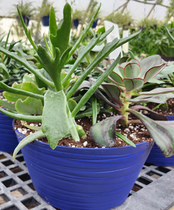 succulent pots for sale Succulent 8" Decorative Planter