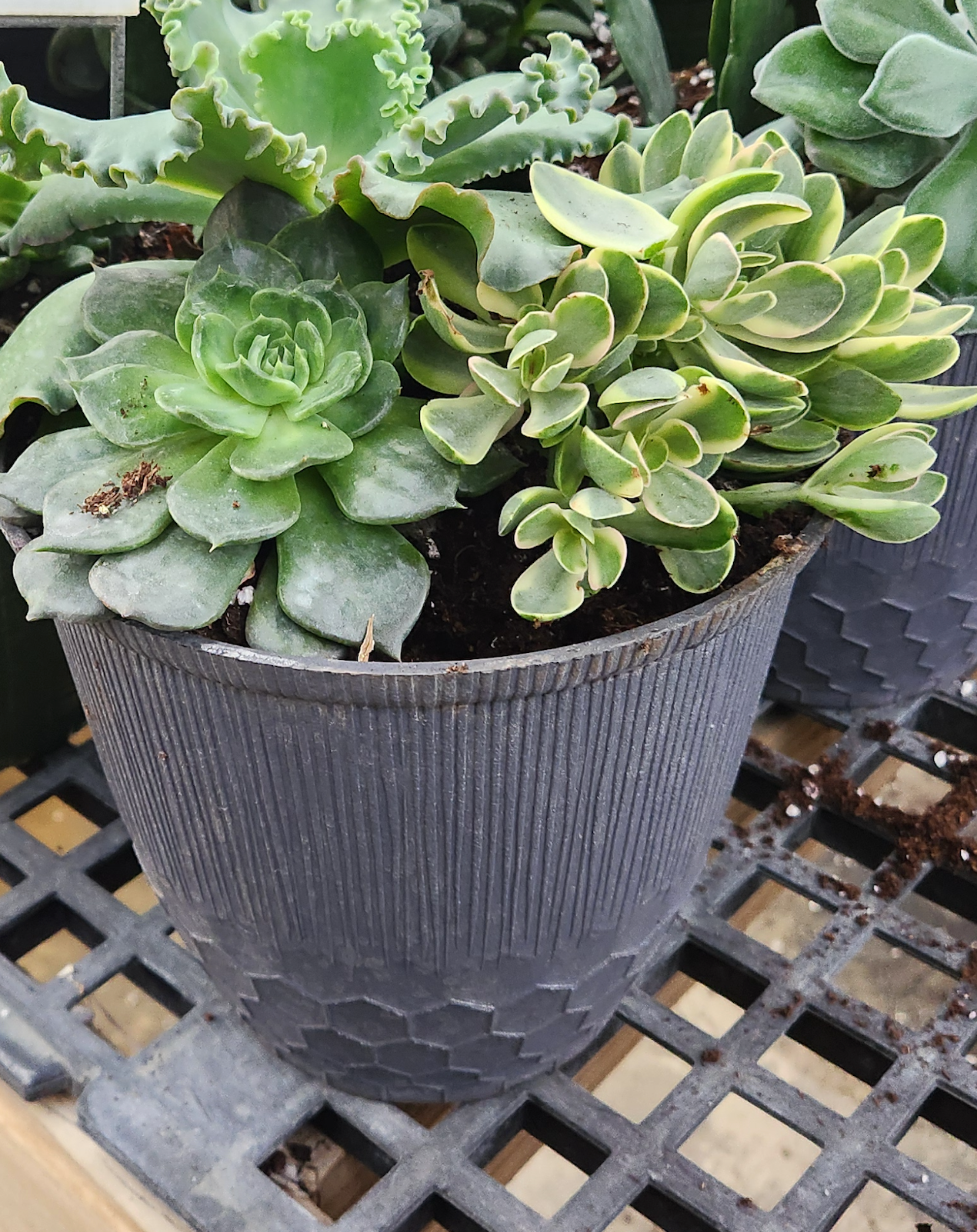 succulent planters for sale Succulent 10" Decorative Planter