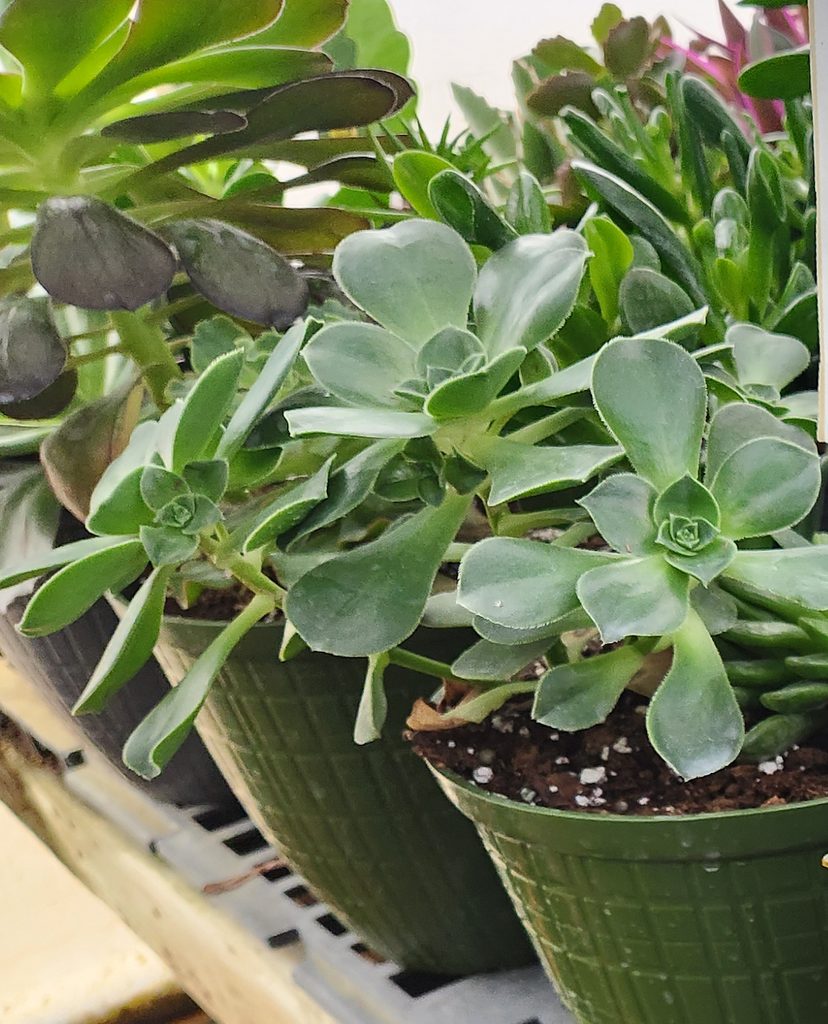 planter succulent Succulent 10" Decorative Planter