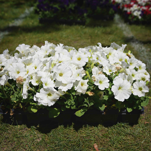 Petunias (available in 2 colors)
