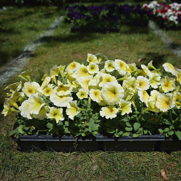 Petunias (available in 2 colors)