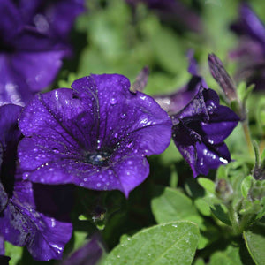 Wave Petunias (available in 3 colors)