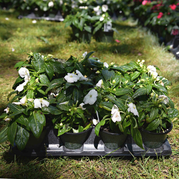 New Guinea Impatiens (available in 2 colors)