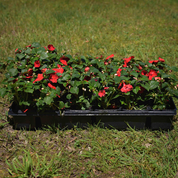 Impatiens (available in 3 colors)