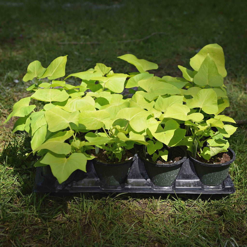 sweet potato vine house plant Sweet Potato Vines (Ipomoea), Light Green – CSG Flower Sale