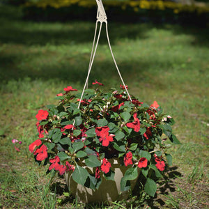 hanging basket mixed plants Impatiens Hanging Basket, Bright mix – CSG Flower Sale