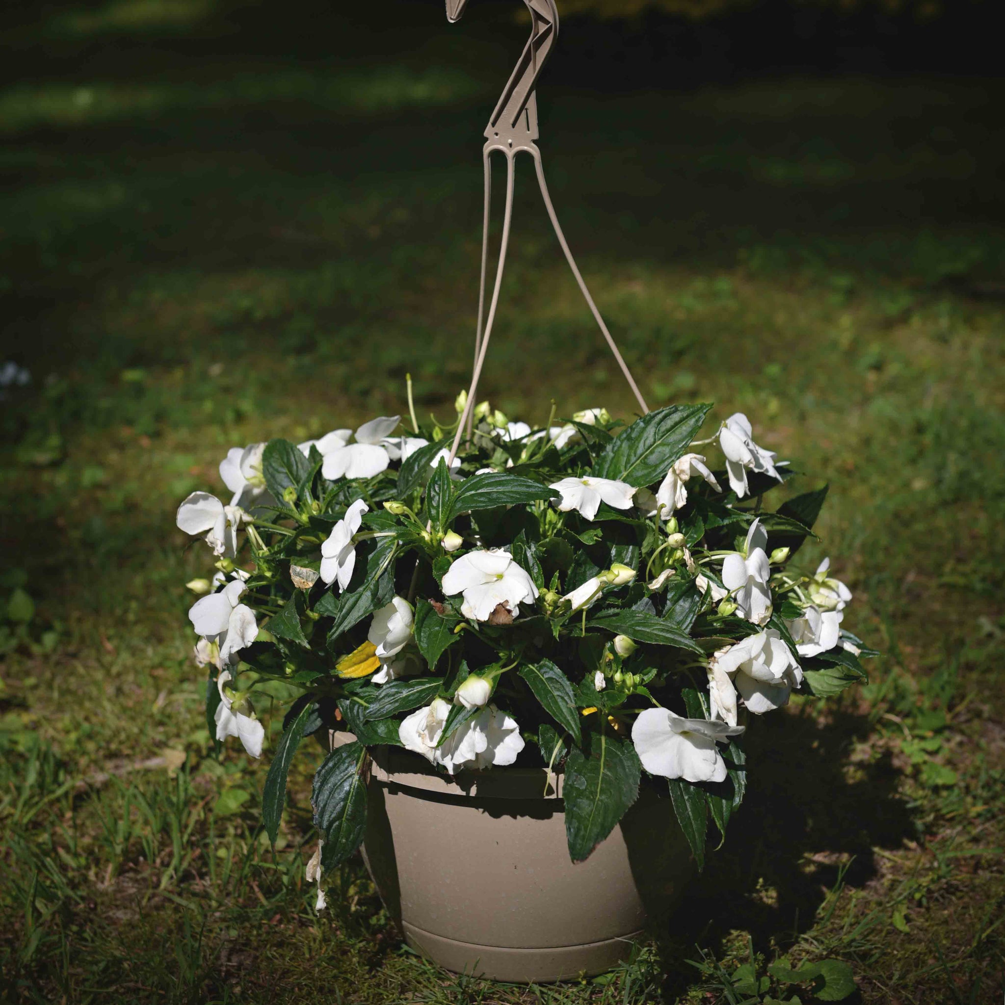 hanging impatiens plants New Guinea Impatiens Hanging Basket, White