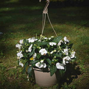 white hanging basket plants New Guinea Impatiens Hanging Basket, White – CSG Flower Sale