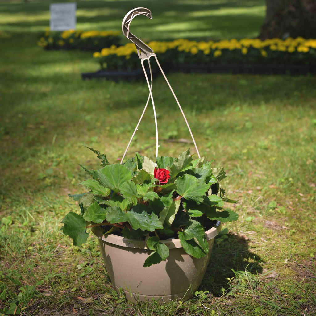non flowering plants for hanging baskets Non-Stop Begonias Hanging Basket, Red – CSG Flower Sale