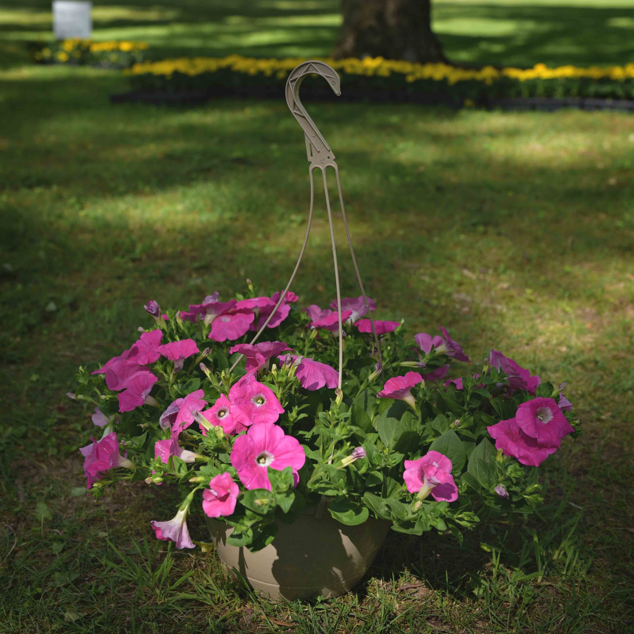 petunia hanging plant Wave Petunias Hanging Basket, Pink