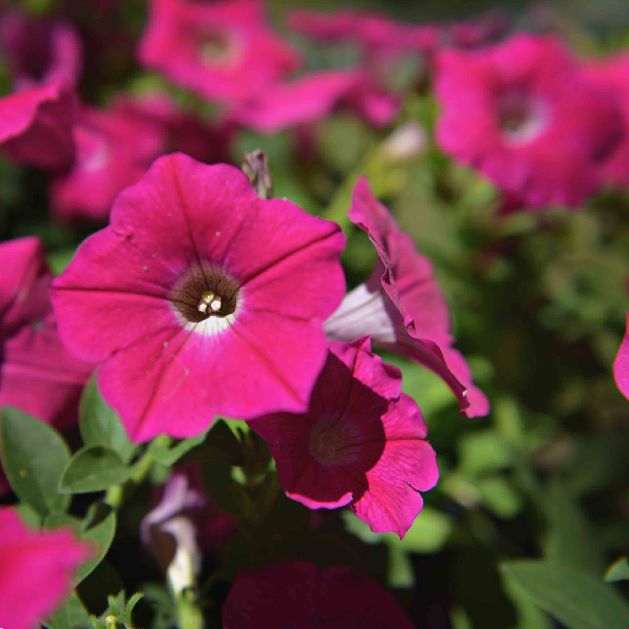 hanging petunia plants for sale Wave Petunias Hanging Basket, Pink