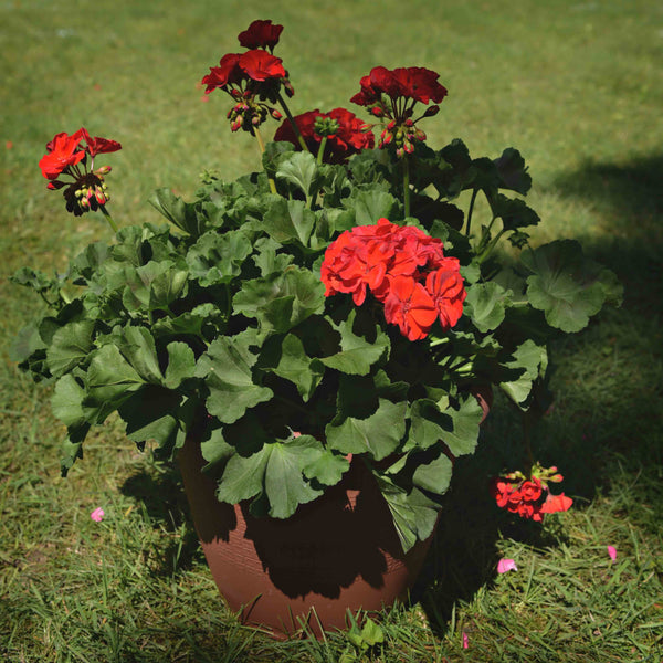 Geranium Patio Pot, Red or Pink (12" round decorative planter)