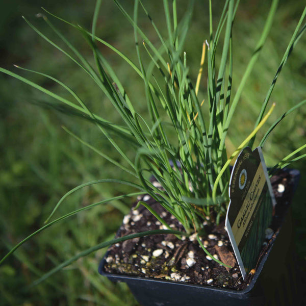 Chives